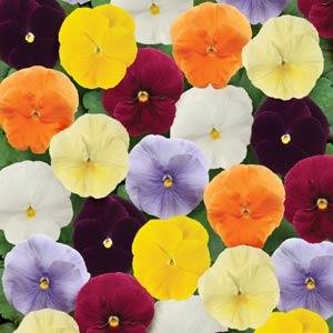 Виола виттрока (Viola wittrockiana)