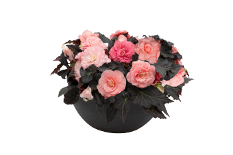 Бегония клубневая махровая (Begonia tuberhybrida)