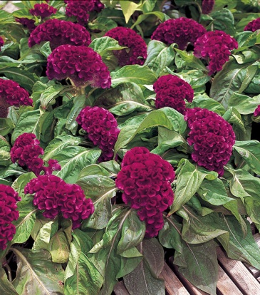 Целозия гребенчатая (Celosia cristata)