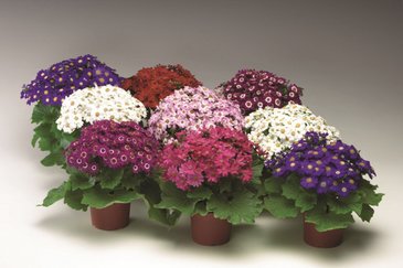 Цинерария гибридная (Pericallis cruenta)