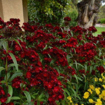 Гвоздика турецкая (Dianthus barbatus)