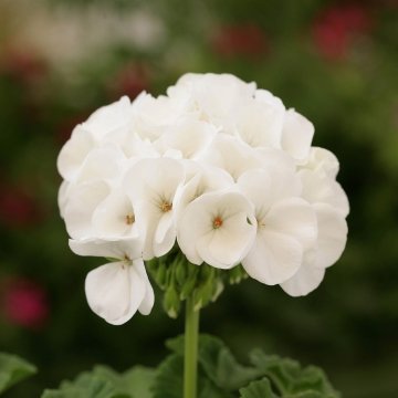 Герань (пеларгония садовая) (Pelargonium x hortorum)