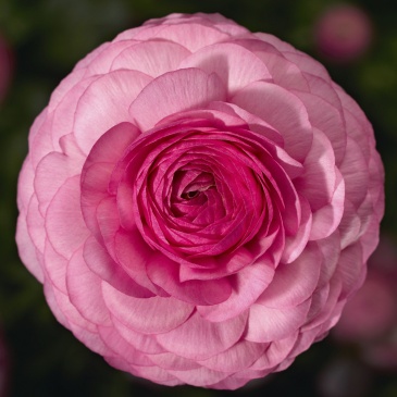 Лютик азиатский (Ranunculus asiaticus)