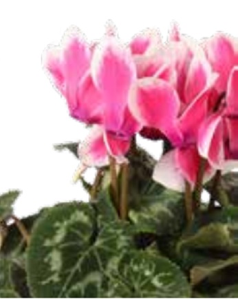 Цикламен персидский (Cyclamen persicum) Цикламен персидский (Cyclamen persicum)