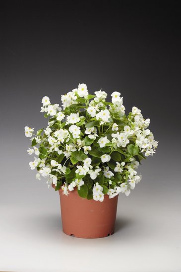 Бегония вечноцветущая (зеленая листва) (Begonia semperflorens)