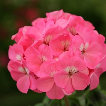 Герань (пеларгония садовая) (Pelargonium x hortorum)
