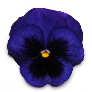 Виола виттрока (Viola wittrockiana) Виола виттрока (Viola wittrockiana)