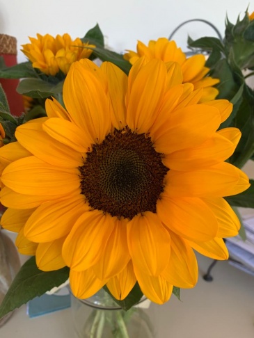 Подсолнечник летний (Helianthus annuus)