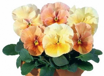 Виола Виттрока (Viola wittrockiana)