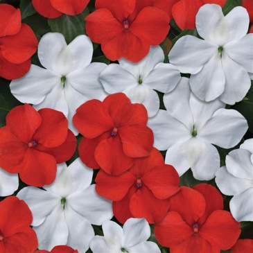 Бальзамин Уоллера (Impatiens walleriana) Бальзамин Уоллера (Impatiens walleriana)
