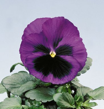 Виола Виттрока (Viola wittrockiana) Виола Виттрока (Viola wittrockiana)