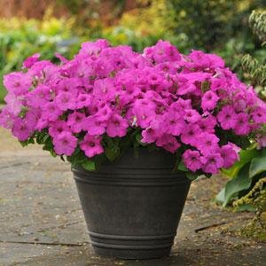 Петуния ампельная гибридная (Petunia х hybrida)