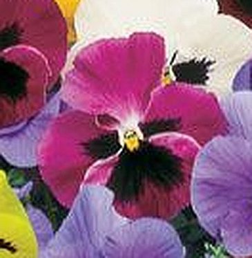 Виола Виттрока (Viola wittrockiana) Виола Виттрока (Viola wittrockiana)