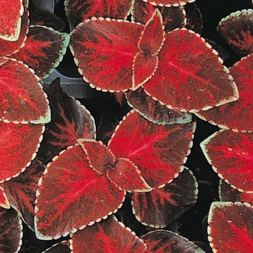 Колеус гибридный (Coleus х hybrida) Колеус гибридный (Coleus х hybrida)