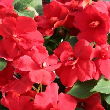 Бальзамин уоллера (Impatiens walleriana)