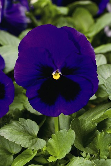 Виола Виттрока (Viola wittrockiana) Виола Виттрока (Viola wittrockiana)
