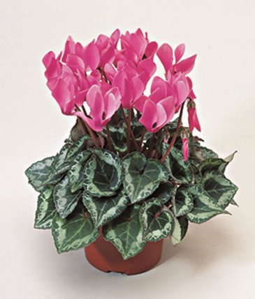 Цикламен персидский (Cyclamen persicum)