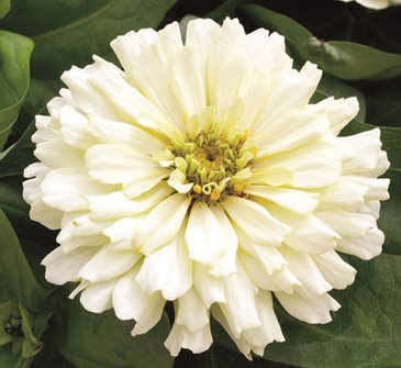 Цинния изящная (Zinnia elegans)