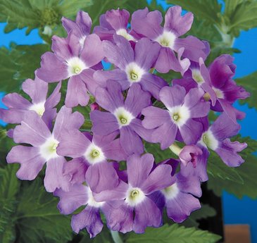 Вербена гибридная (Verbena hybrida)