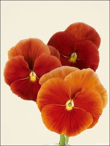 Виола Виттрока (Viola wittrockiana)