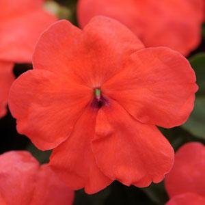 Бальзамин Уоллера (Impatiens walleriana) Бальзамин Уоллера (Impatiens walleriana)