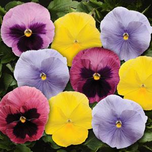 Виола виттрока (Viola wittrockiana) Виола виттрока (Viola wittrockiana)