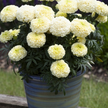 Бархатцы прямостоячие (Tagetes erecta) Бархатцы прямостоячие (Tagetes erecta)