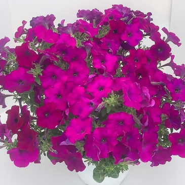 Петуния ампельная гибридная (Petunia x hybrida)