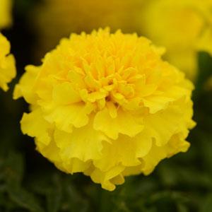 Бархатцы отклоненные (Tagetes patula)