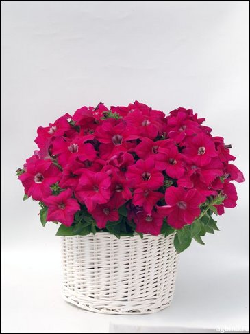 Петуния ампельная гибридная (Petunia x hybrida)