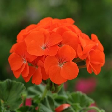 Герань (пеларгония садовая) (Pelargonium x hortorum)