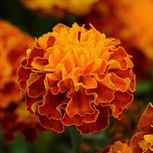 Бархатцы отклоненные (Tagetes patula) Бархатцы отклоненные (Tagetes patula)