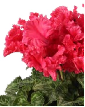 Цикламен персидский (Cyclamen persicum) Цикламен персидский (Cyclamen persicum)