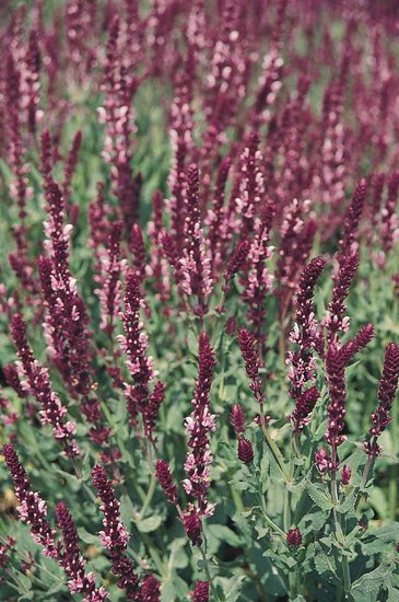Шалфей превосходный (Salvia superba)