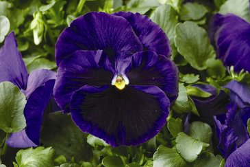 Виола Виттрока (Viola wittrockiana)