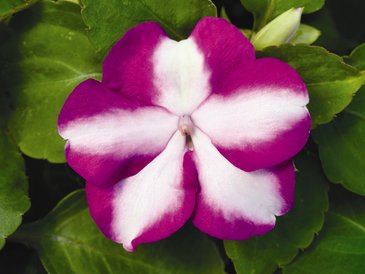 Бальзамин Уоллера (Impatiens walleriana)