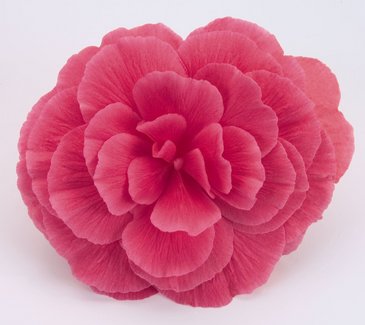 Бегония клубневая махровая (Begonia tuberhybrida)
