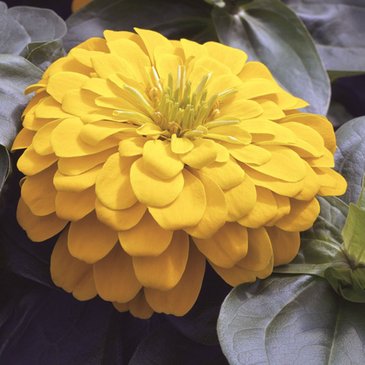 Цинния изящная (Zinnia elegans)