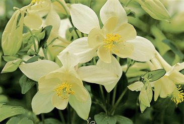 Аквилегия голубая (Aquilegia caerulea)