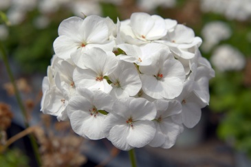 Герань (пеларгония садовая) (Pelargonium x hortorum)