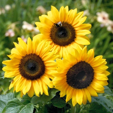 Подсолнечник летний (Helianthus annuus)