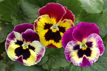 Виола Виттрока (Viola wittrockiana) Виола Виттрока (Viola wittrockiana)
