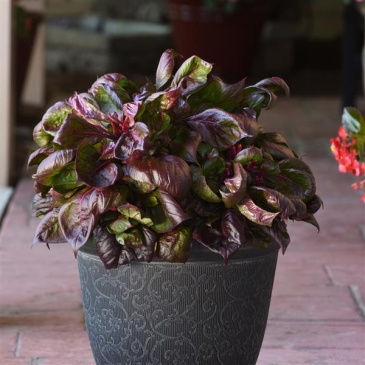 Целозия серебристая (Celosia argentea)