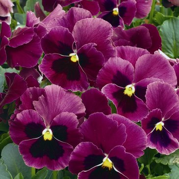 Виола Виттрока (Viola wittrockiana)