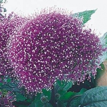 Трахелиум синий (Trachelium caeruleum) Трахелиум синий (Trachelium caeruleum)