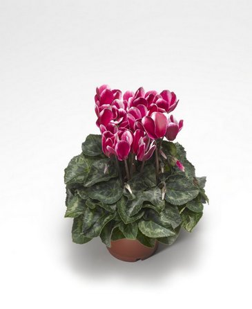 Цикламен персидский (Cyclamen persicum)