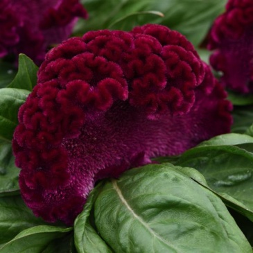 Целозия гребенчатая (Celosia cristata)