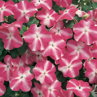 Бальзамин Уоллера (Impatiens walleriana)