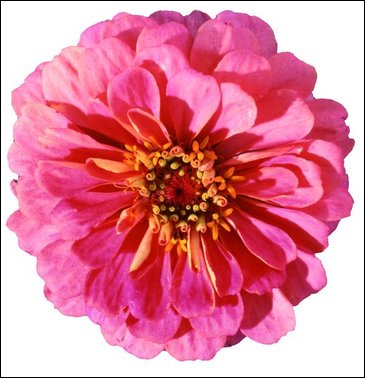 Цинния изящная (Zinnia elegans)