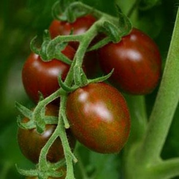 Томат (Lycopersicon esculentum)